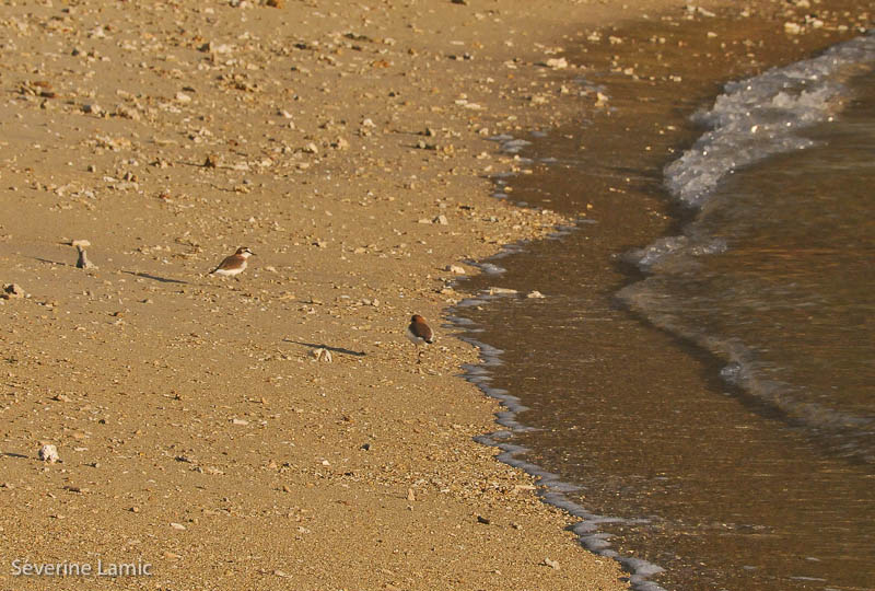 Oiseaux sur la plage