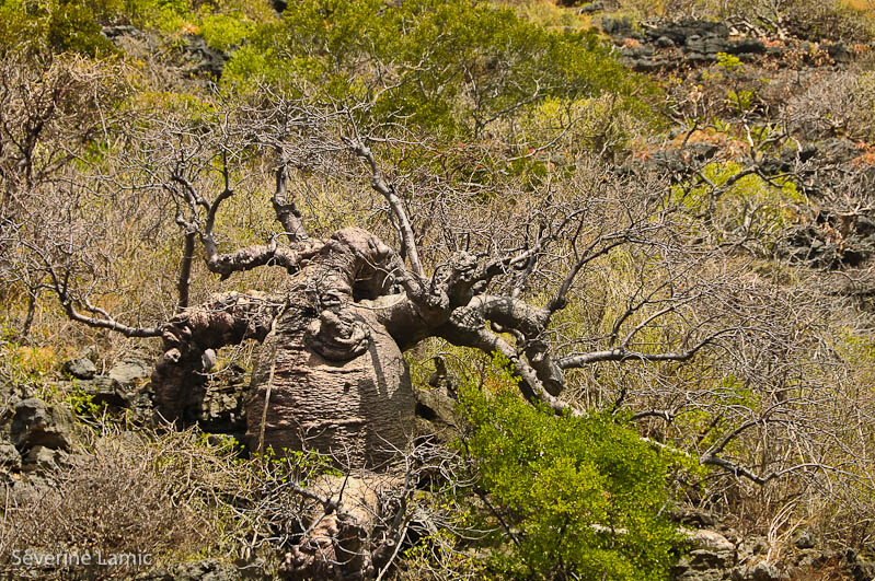 Baobab