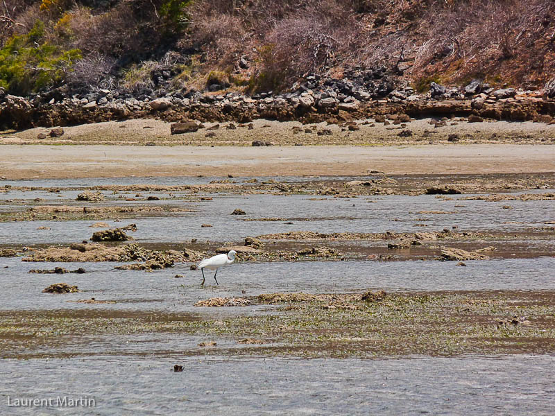 Aigrette