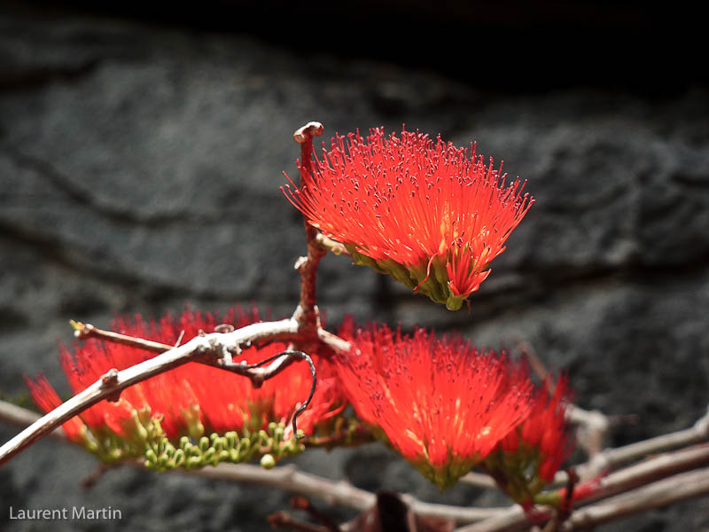 Fleurs rouges