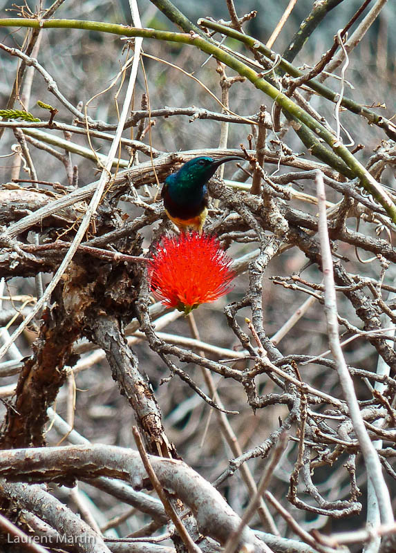 Oiseau et fleur rouge...