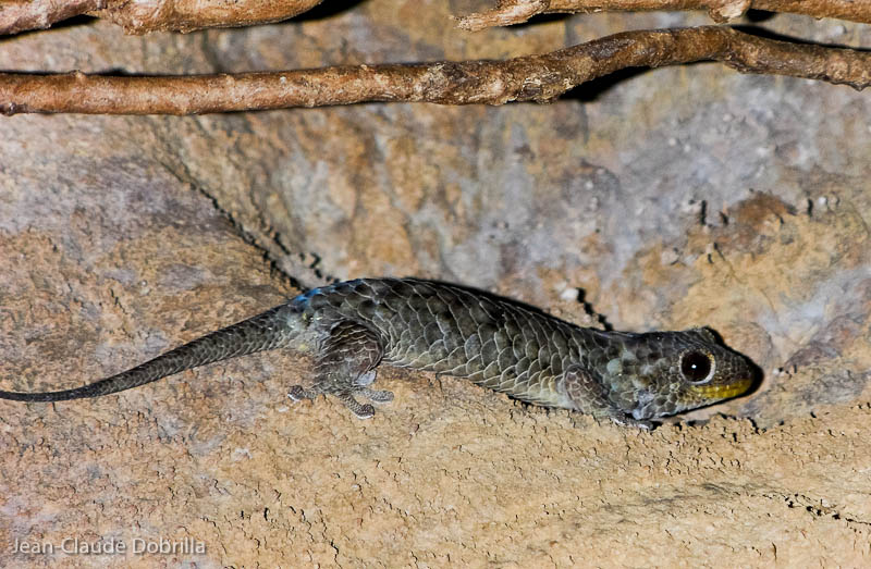 Geckolepsis Maculata. Sa particularité est de perdre ses écailles (mue).Il devient alors rose