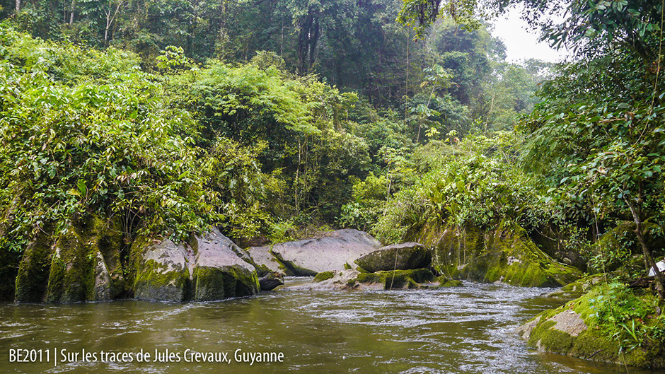 Rivière Foret Guyane