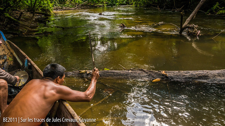Rivière parsemées de troncs Guyane