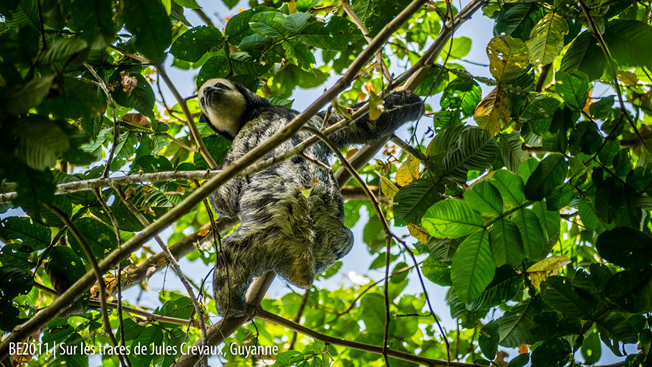 Paresseux Guyane