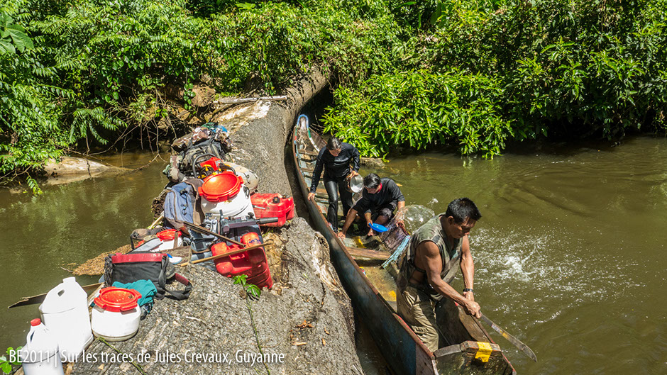 Arbre sur la rivière, Guyane
